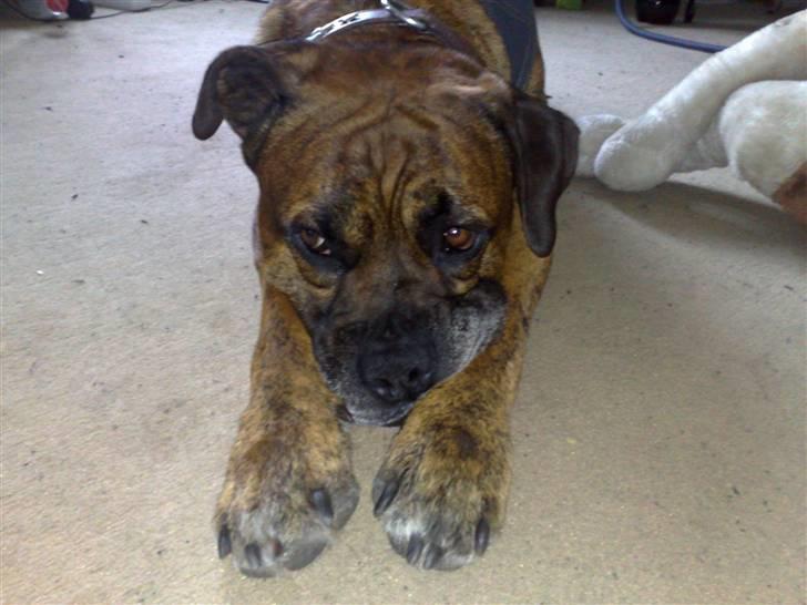 Blanding af racer Victor "All-Mighty" - På vej til drømmeland... ;) billede 8