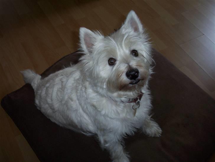 West highland white terrier Magnus - Magnus tigger :P billede 13