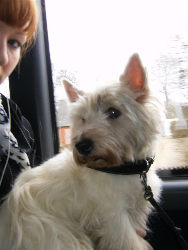 West highland white terrier Magnus - Magnus og jeg på bustur for første gang, marts 08. billede 14