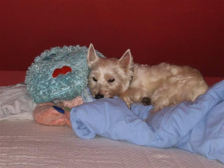 West highland white terrier Magnus - Magnus i mine seng med dyner og puder ;) billede 15