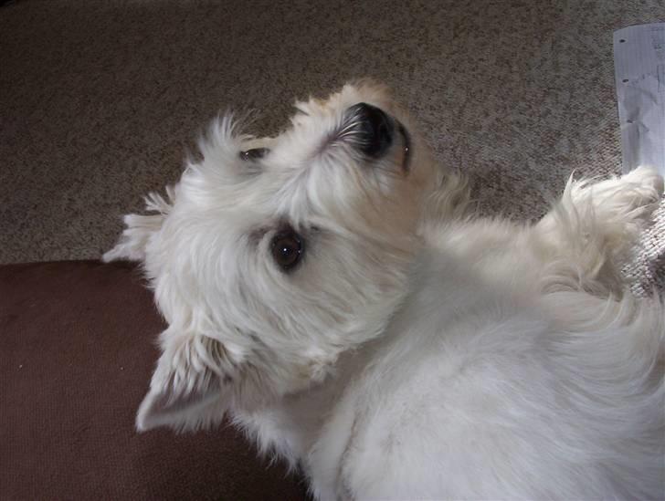 West highland white terrier Magnus billede 16