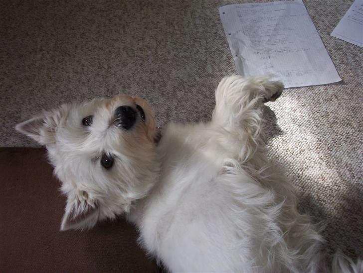 West highland white terrier Magnus billede 17