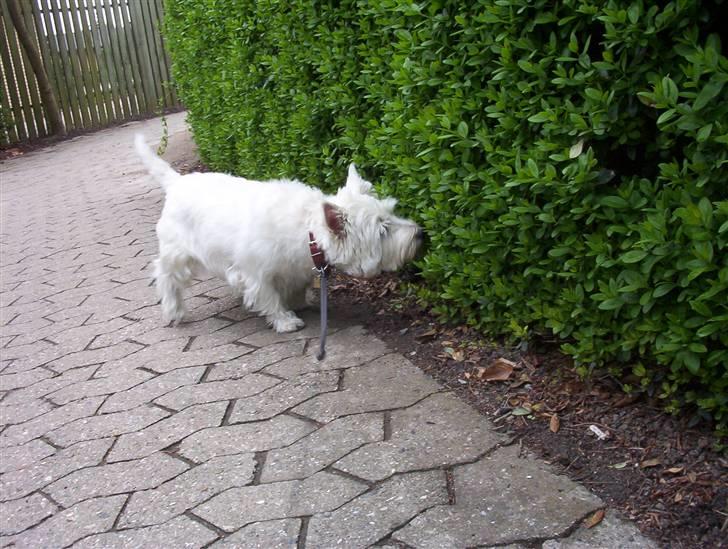 West highland white terrier Magnus billede 18