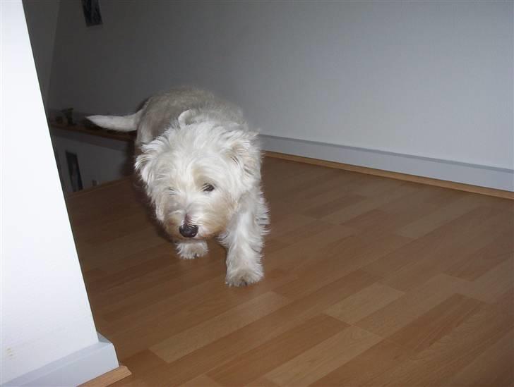 West highland white terrier Magnus billede 19