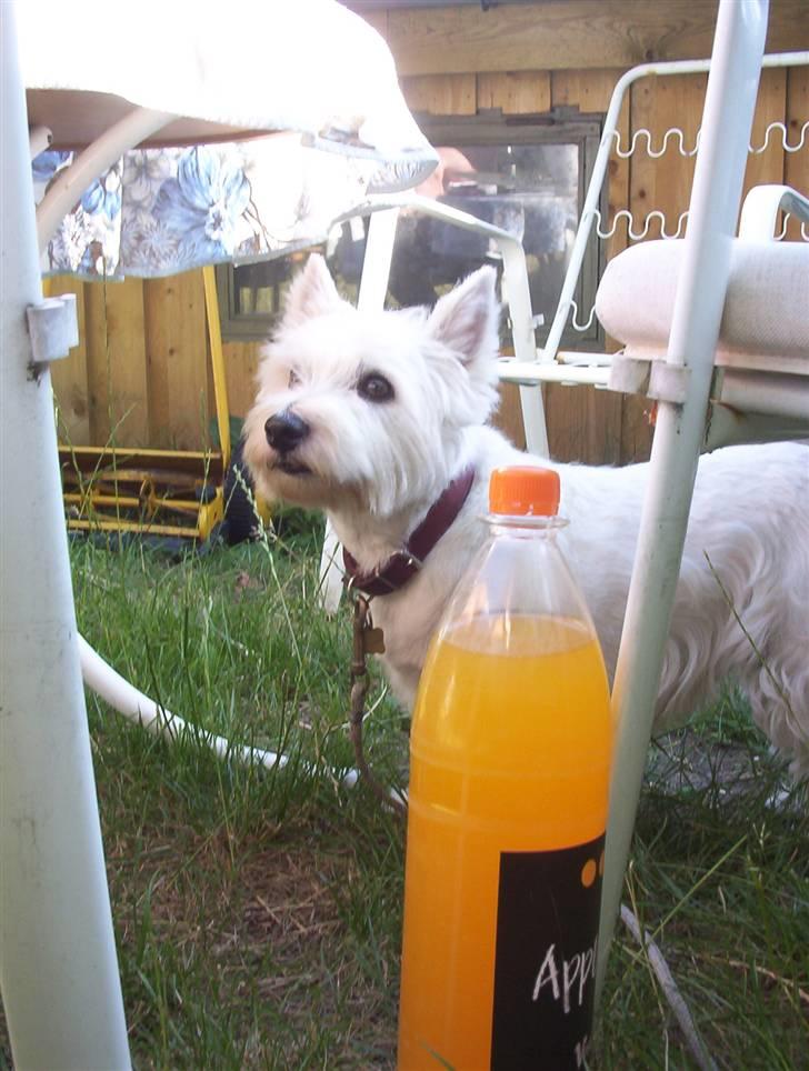 West highland white terrier Magnus billede 20