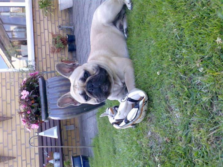 Fransk bulldog Bubbi . ( Før Lordo ) billede 19