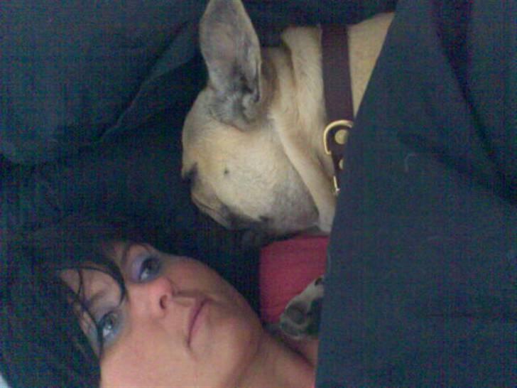 Fransk bulldog Bubbi . ( Før Lordo ) billede 20