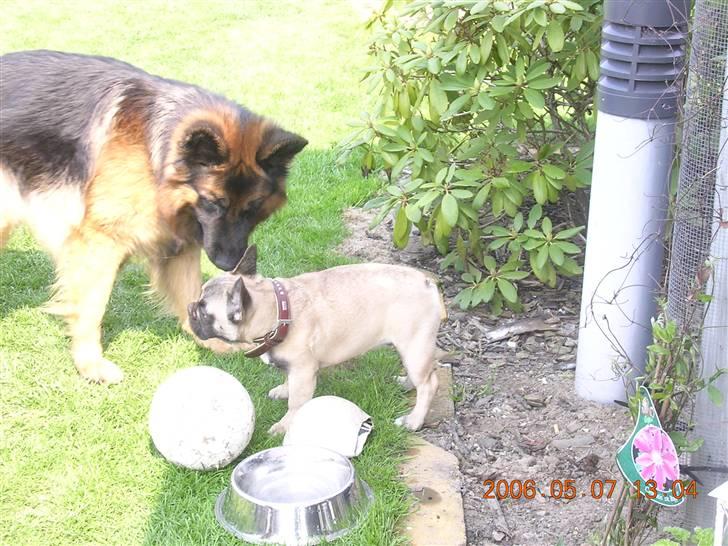 Fransk bulldog Pumba - Skal vi lege...? billede 2