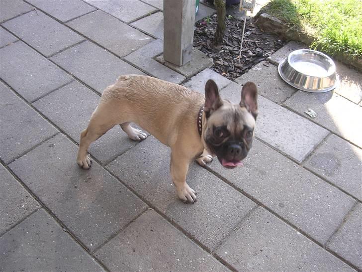 Fransk bulldog Pumba - Pu Ha, det er godt nok varmt at leje i dag. billede 3