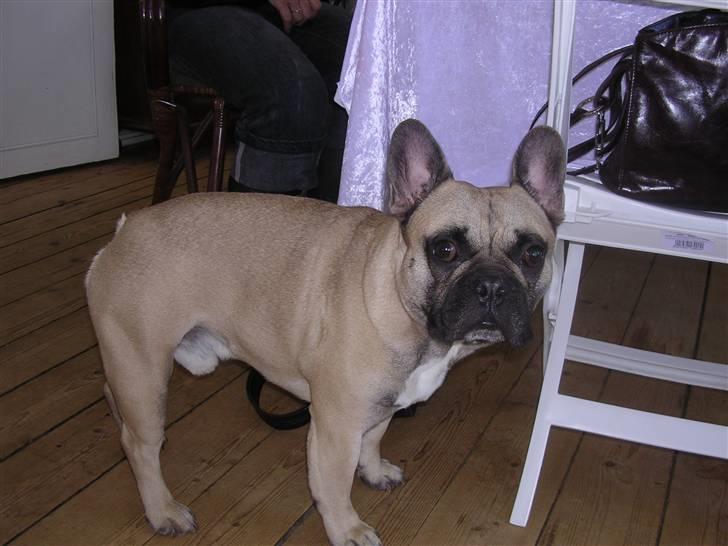 Fransk bulldog Pumba - er det mig du kalder på...? billede 4