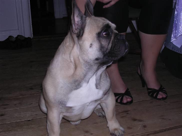 Fransk bulldog Pumba - Jeg har altså ik lige tid...der er jo mad på bordet:) billede 5
