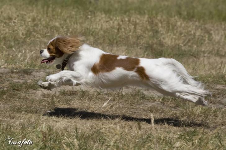 Cavalier king charles spaniel Emma billede 16