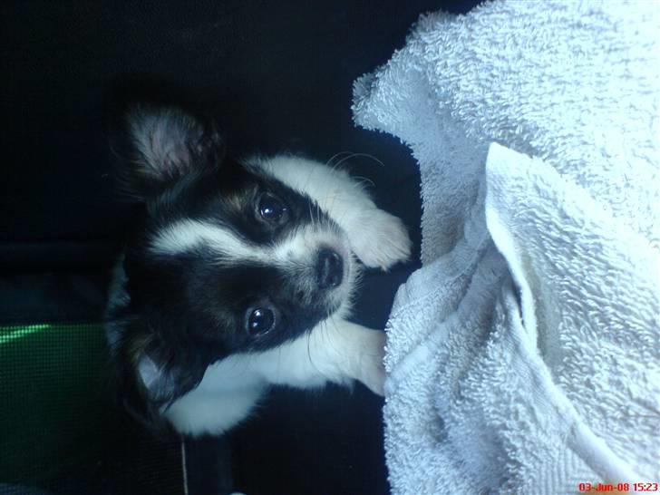 Chihuahua Kelo  billede 1