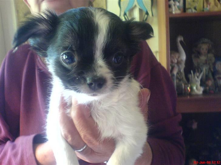 Chihuahua Kelo  billede 2