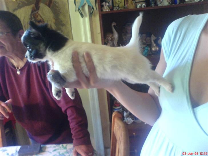 Chihuahua Kelo  billede 3