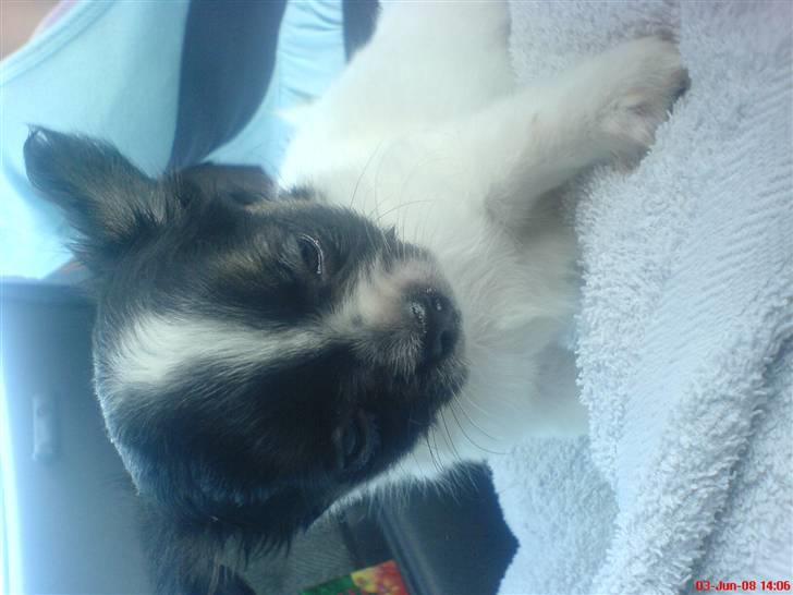 Chihuahua Kelo  billede 4