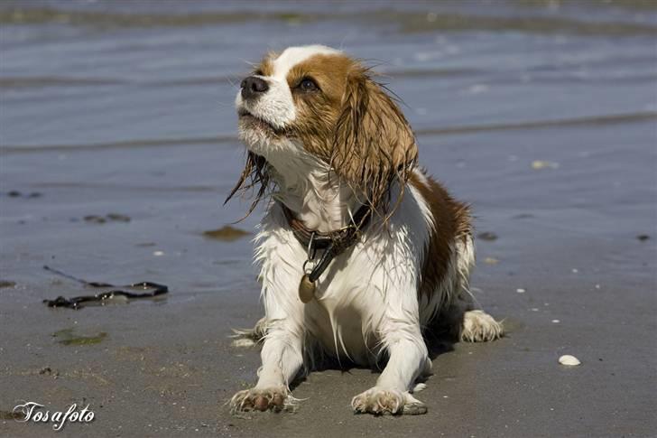 Cavalier king charles spaniel Emma billede 20