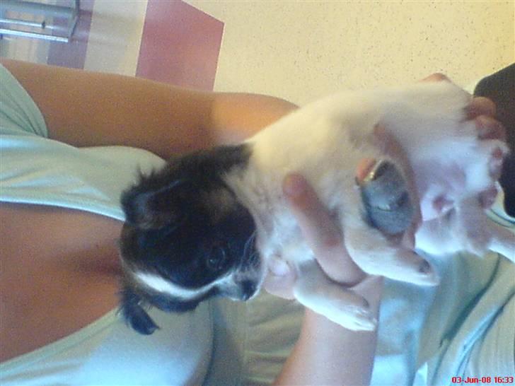 Chihuahua Kelo  billede 5