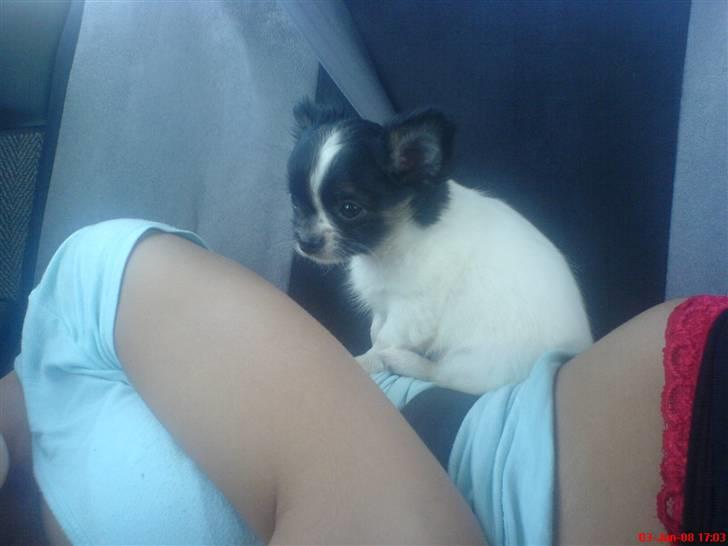 Chihuahua Kelo  billede 6