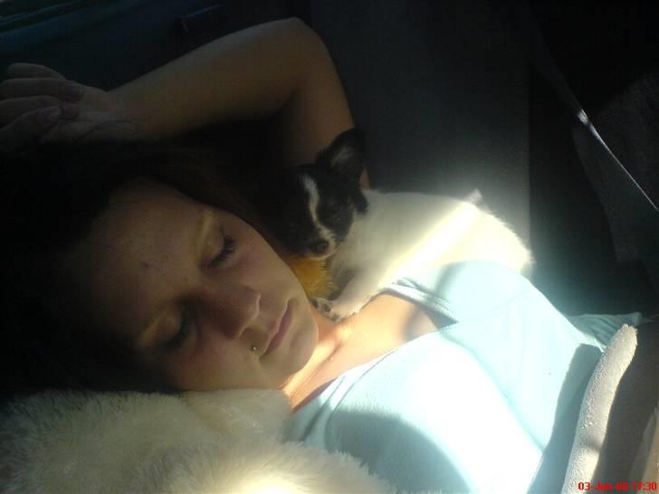 Chihuahua Kelo  billede 7