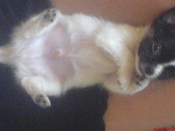 Chihuahua Kelo  billede 8