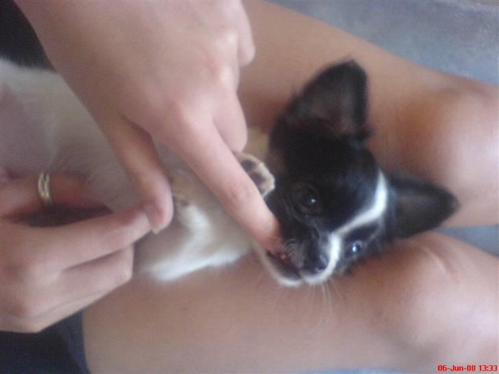 Chihuahua Kelo  billede 9