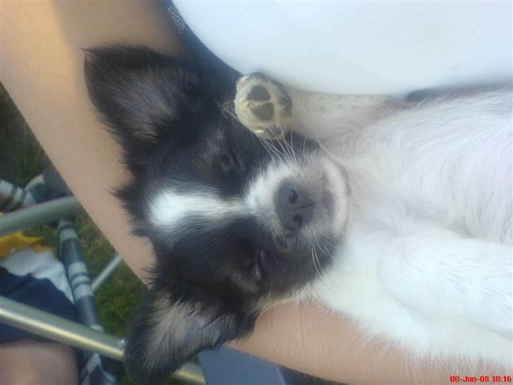 Chihuahua Kelo  billede 10