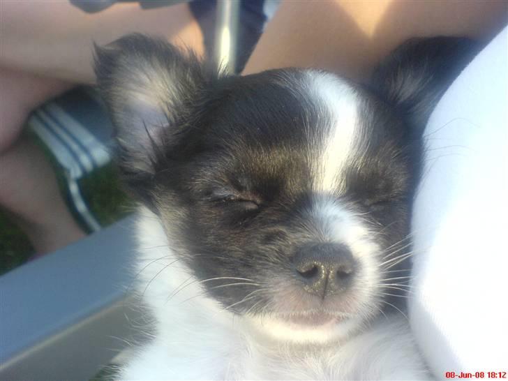 Chihuahua Kelo  billede 11