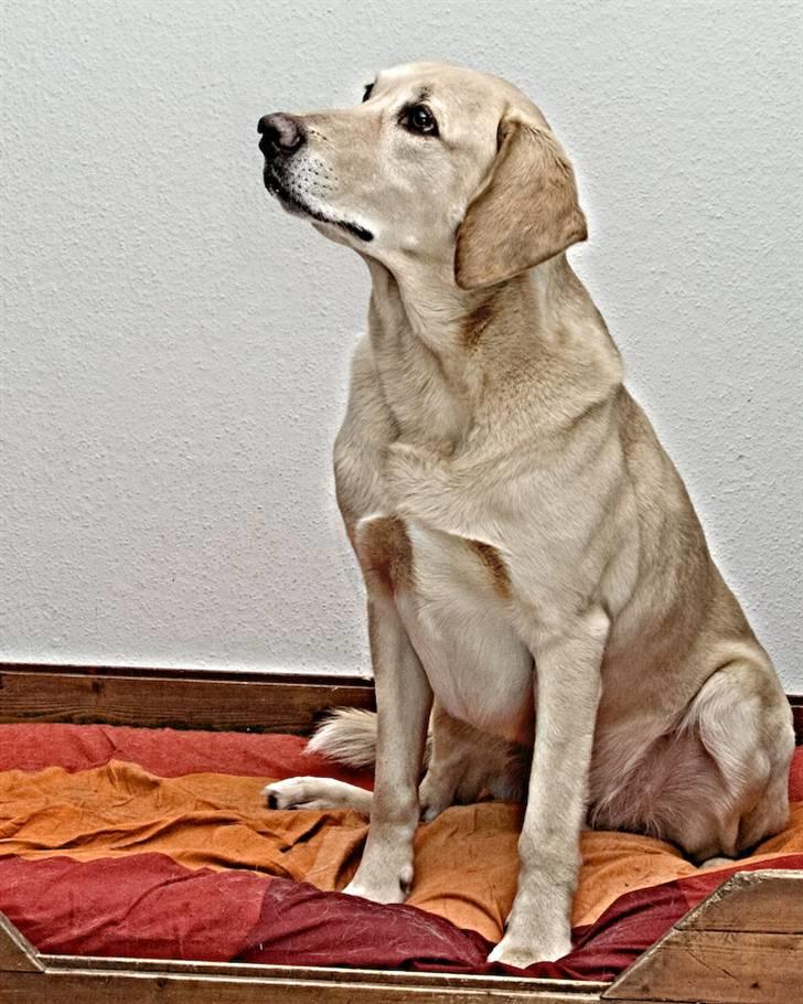 Blanding af racer Balou R.I.P. - Prof. fotograf. billede 10