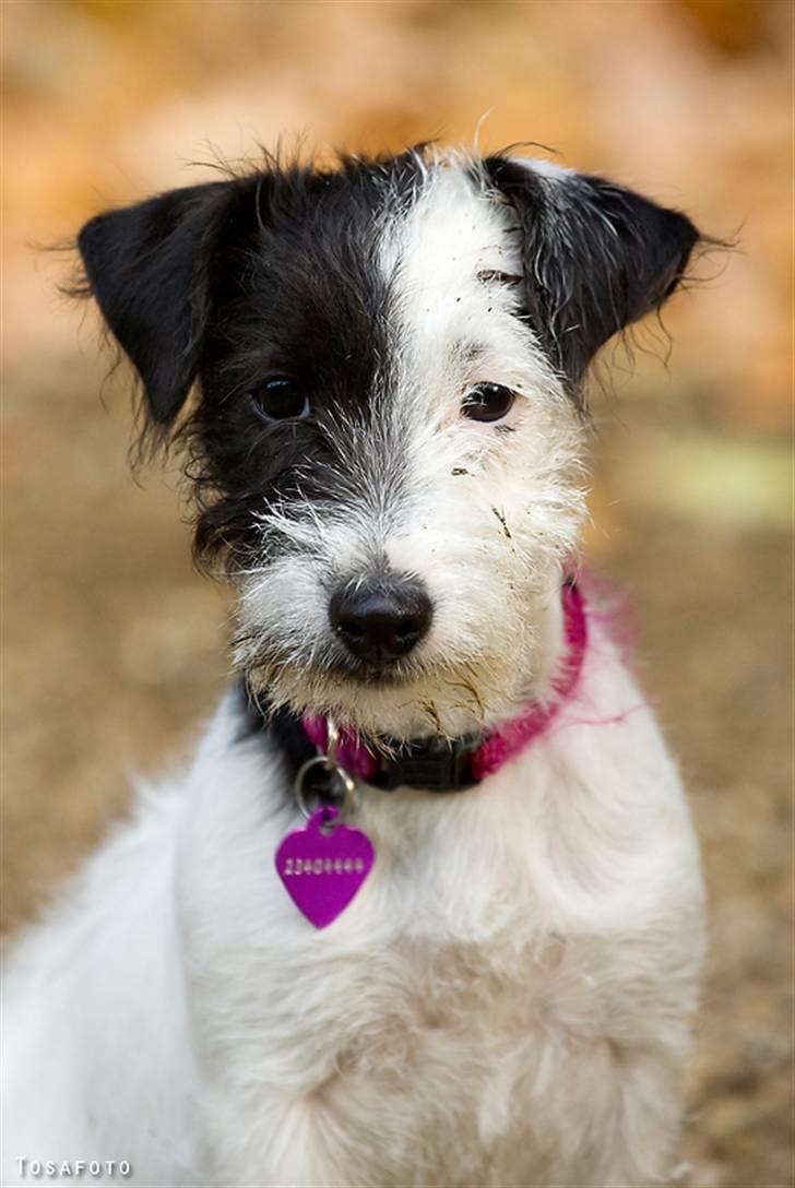 Jack russell terrier Taya R.I.P. :-( billede 1