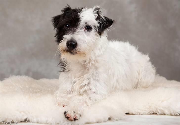 Jack russell terrier Taya R.I.P. :-( billede 2