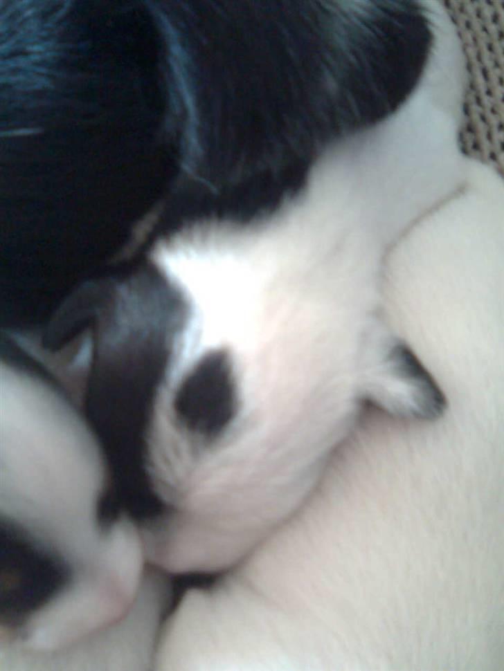 Jack russell terrier Taya R.I.P. :-( billede 3