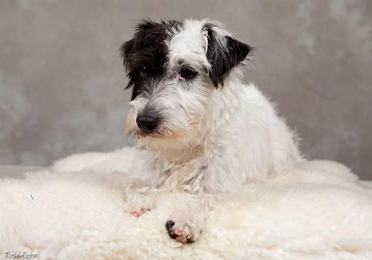 Jack russell terrier Taya R.I.P. :-( billede 4