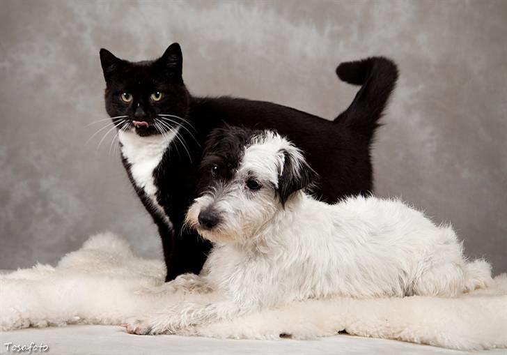 Jack russell terrier Taya R.I.P. :-( billede 5