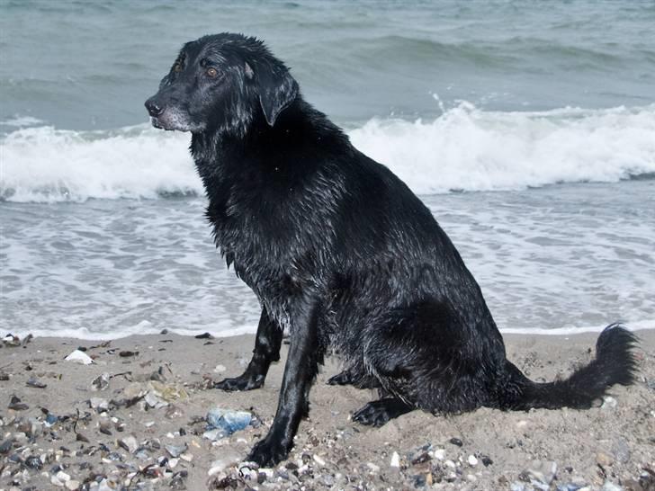 Blanding af racer Meeko R.I.P.  - Prof. fotograf. billede 8