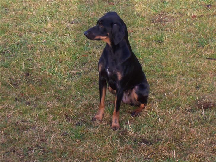 Blanding af racer Flicka billede 9