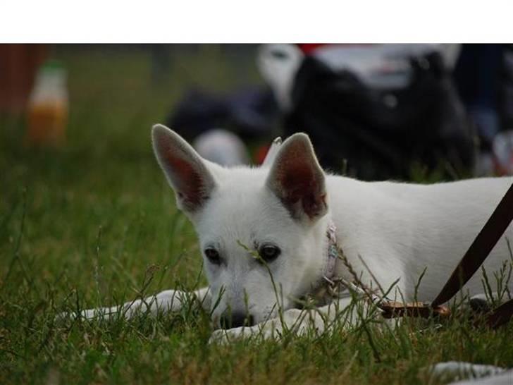 Hvid schæfer Bibi - fra min anden udstilling jeg var med til. (tak M & M for de fine billeder) billede 11