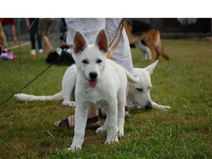 Hvid schæfer Bibi - ja-ja ... nu kommer jeg - har du noget spændende??? billede 12