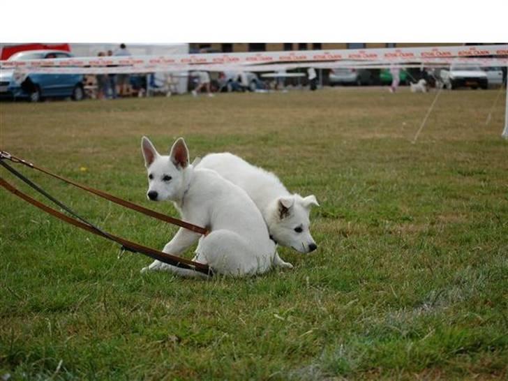 Hvid schæfer Bibi - mig og min søster og nogle meget irriterende snore... billede 13