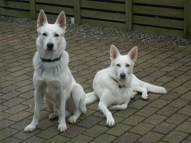 Hvid schæfer Bibi - min smukke mor og far  billede 14