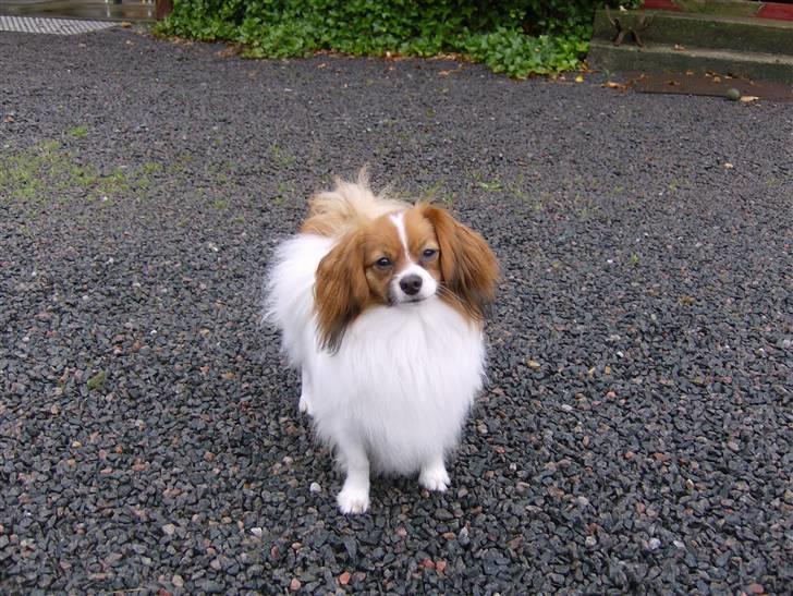 Phalene Dino *Min søsters* - Dino :) billede 1