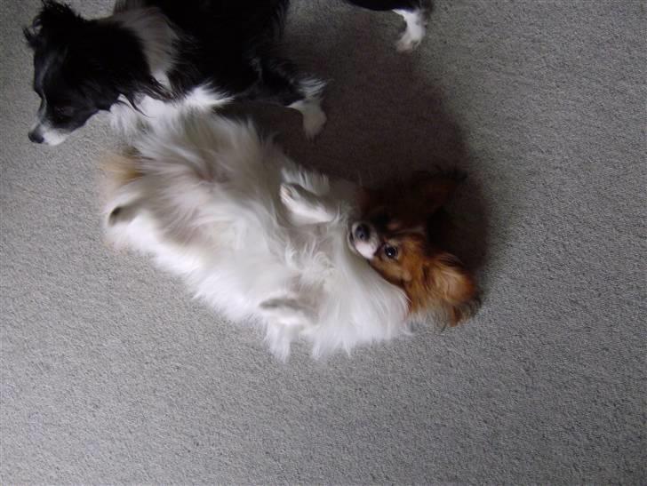 Phalene Dino *Min søsters* - Miig :) Se min flotte uld-mave xD billede 3