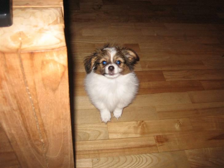 Phalene Dino *Min søsters* - Mig som hvalp =) Er jeg ikke nuttet ? :D billede 4