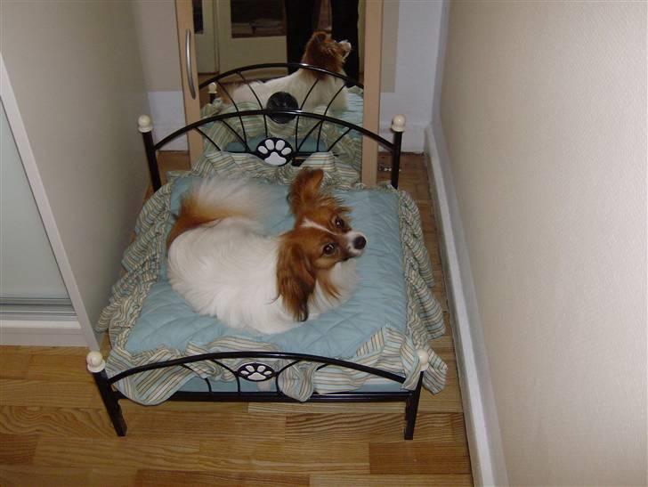 Phalene Dino *Min søsters* - Mig og min flotte seng :} billede 5