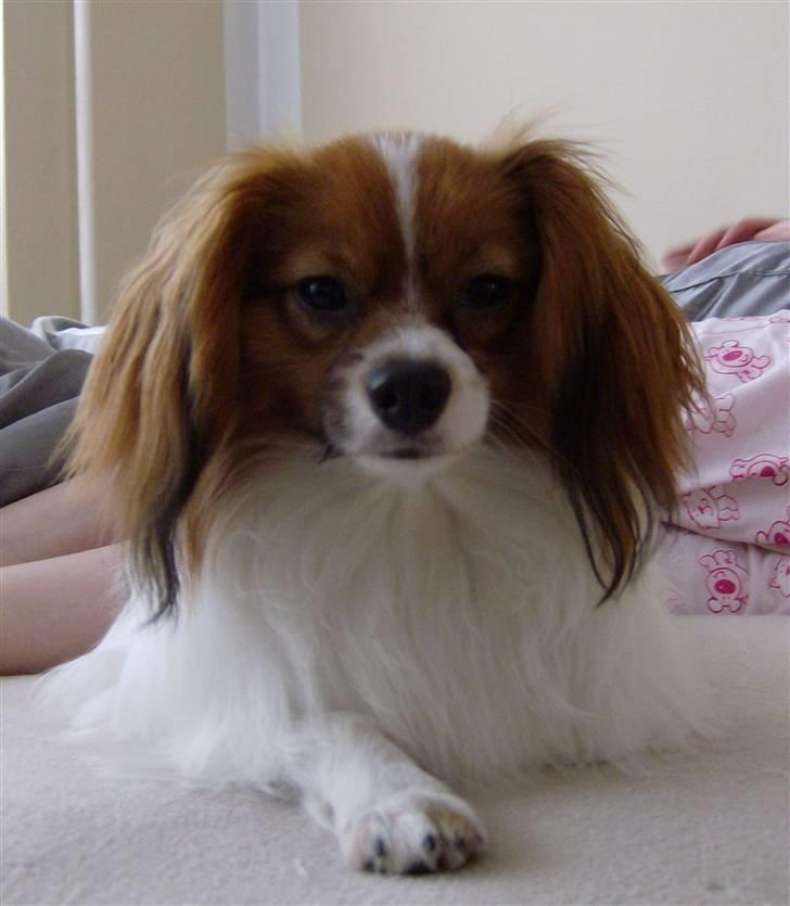 Phalene Dino *Min søsters* - "Er jeg ikke sød ?" 8) billede 7