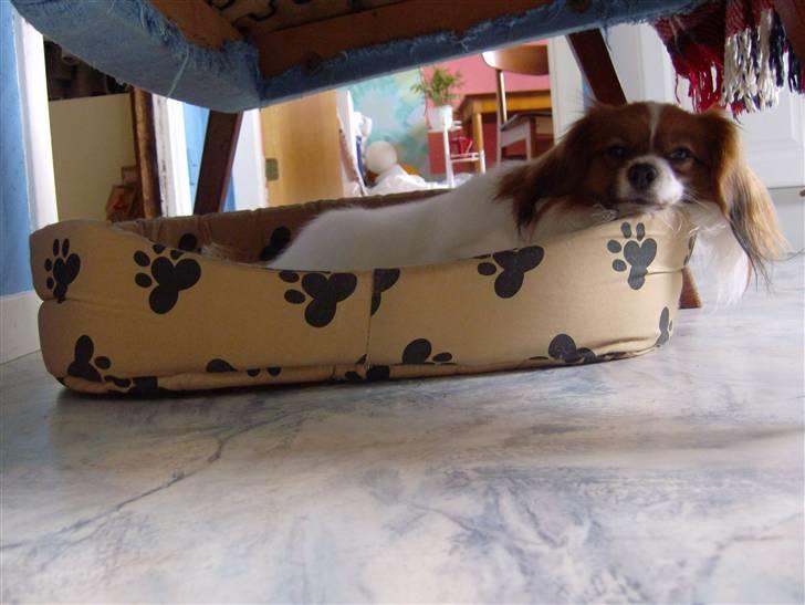 Phalene Dino *Min søsters* - "What´s up?" q: billede 8