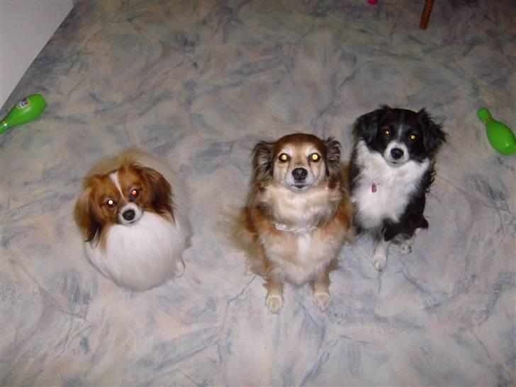 Phalene Dino *Min søsters* - "Kan du virkelig modstå vores øjne?" 8) "Kan vi ikke så få de godbider? Kan du ikke se, at vi har fortjent dem?" =) billede 9