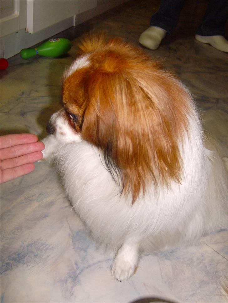 Phalene Dino *Min søsters* - Jeg kan godt ´goddag´ :) billede 11