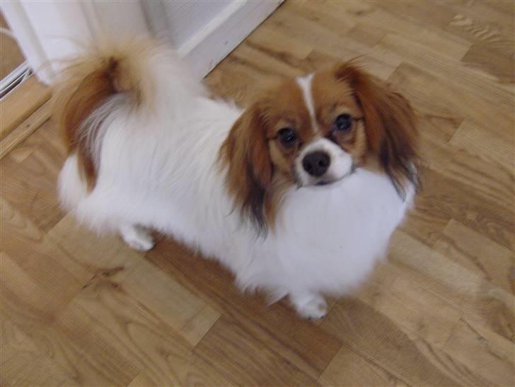 Phalene Dino *Min søsters* - Heej (: billede 12