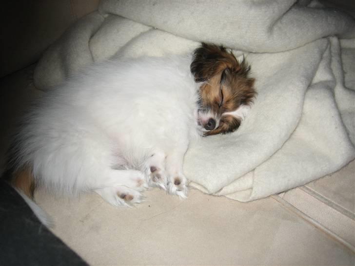 Phalene Dino *Min søsters* - Mig igen som hvalp :) Var jeg ikke nuttet ? (= billede 13